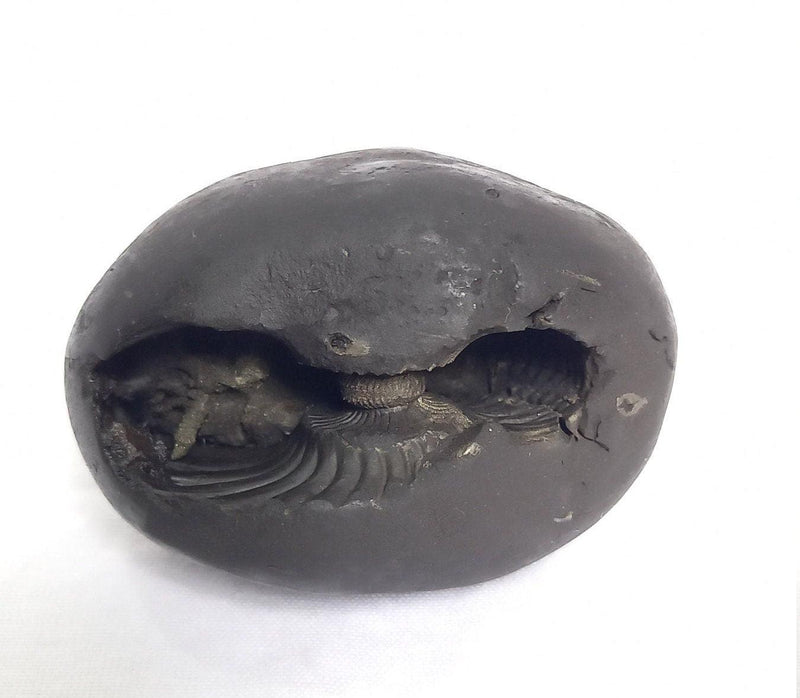 Natural Black Shaligram Stone with Vishnu Chakra | Brahmatells - BrahmatellsStore