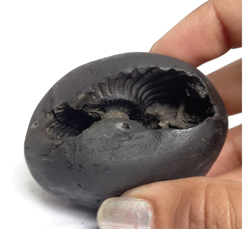 Natural Black Shaligram Stone with Vishnu Chakra | Brahmatells - BrahmatellsStore