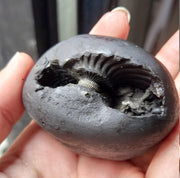 Natural Black Shaligram Stone with Vishnu Chakra | Brahmatells - BrahmatellsStore