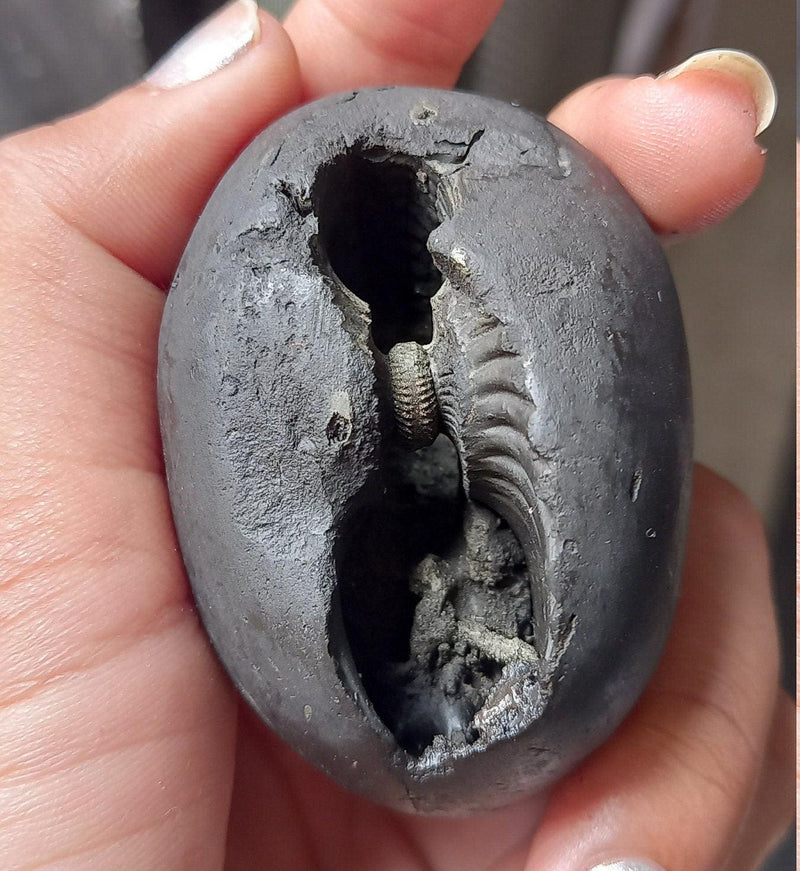 Natural Black Shaligram Stone with Vishnu Chakra | Brahmatells - BrahmatellsStore