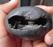 Natural Black Shaligram Stone with Vishnu Chakra | Brahmatells - BrahmatellsStore