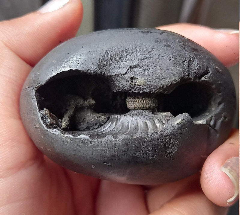 Natural Black Shaligram Stone with Vishnu Chakra | Brahmatells - BrahmatellsStore