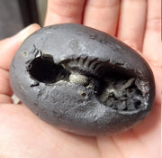 Natural Black Shaligram Stone with Vishnu Chakra | Brahmatells - BrahmatellsStore