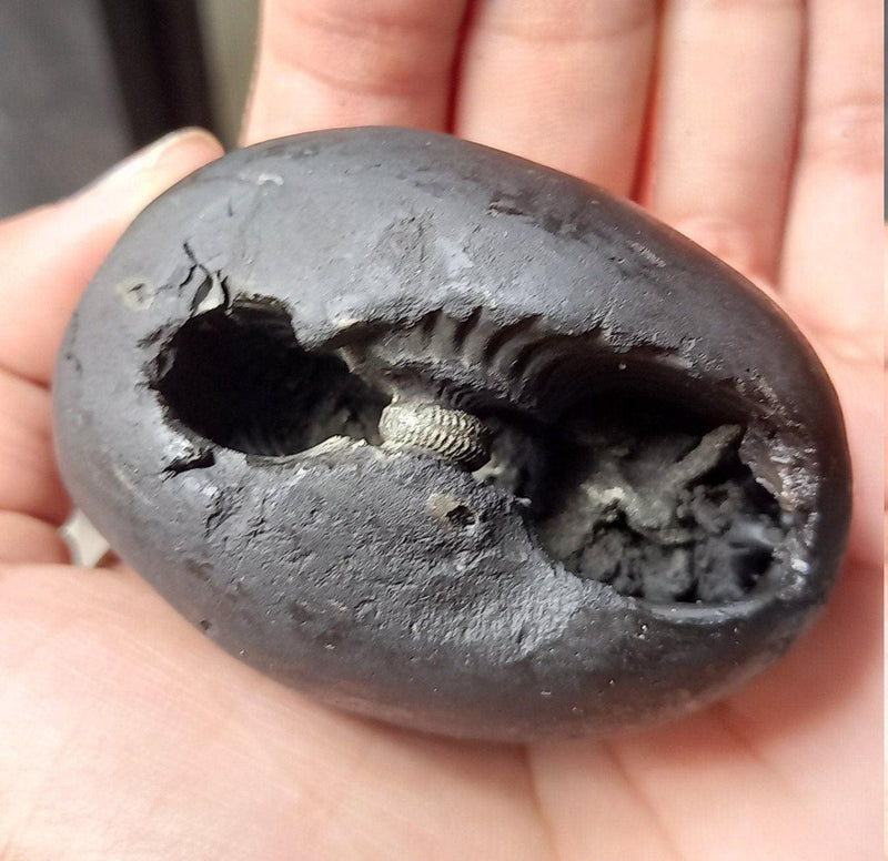 Natural Black Shaligram Stone with Vishnu Chakra | Brahmatells - BrahmatellsStore