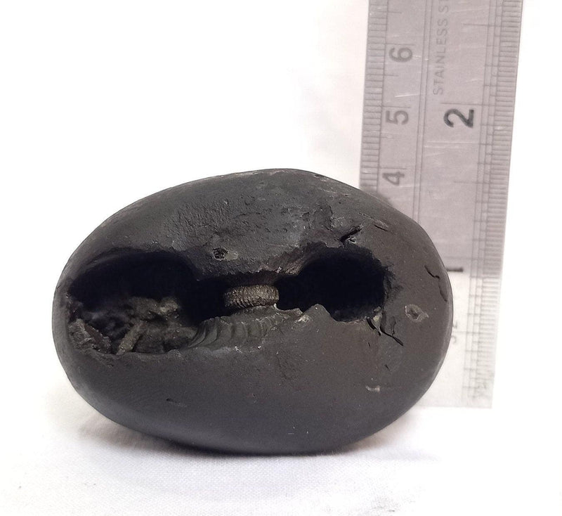 Natural Black Shaligram Stone with Vishnu Chakra | Brahmatells - BrahmatellsStore