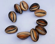 Natural Kaudi for Puja and Decoration|Black Kaudi - BrahmatellsStore