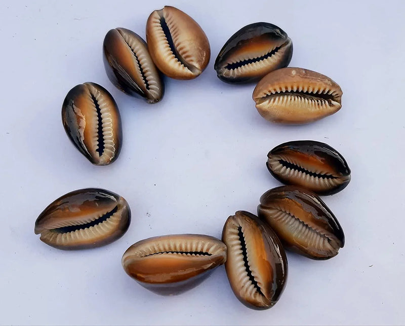 Natural Kaudi for Puja and Decoration|Black Kaudi - BrahmatellsStore