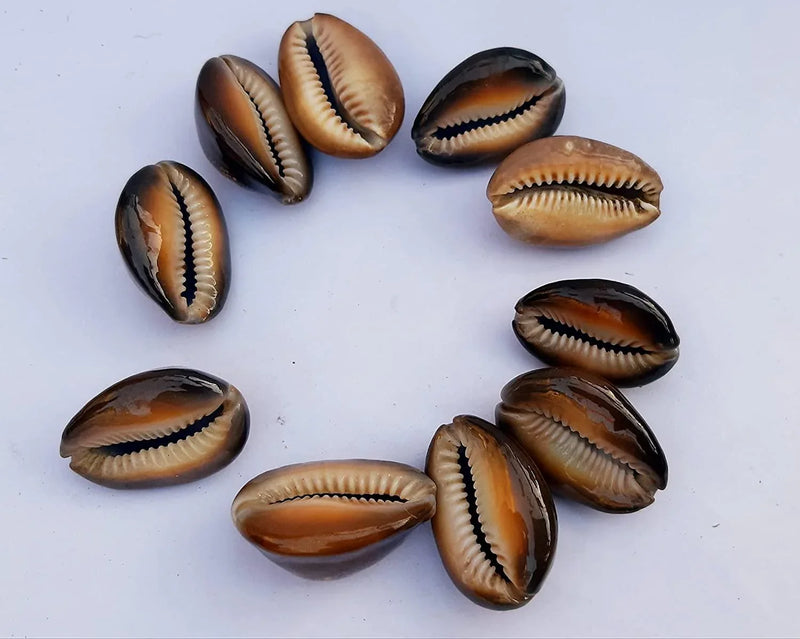 Natural Kaudi for Puja and Decoration|Black Kaudi - BrahmatellsStore