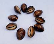 Natural Kaudi for Puja and Decoration|Black Kaudi - BrahmatellsStore