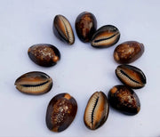 Natural Kaudi for Puja and Decoration|Black Kaudi - BrahmatellsStore