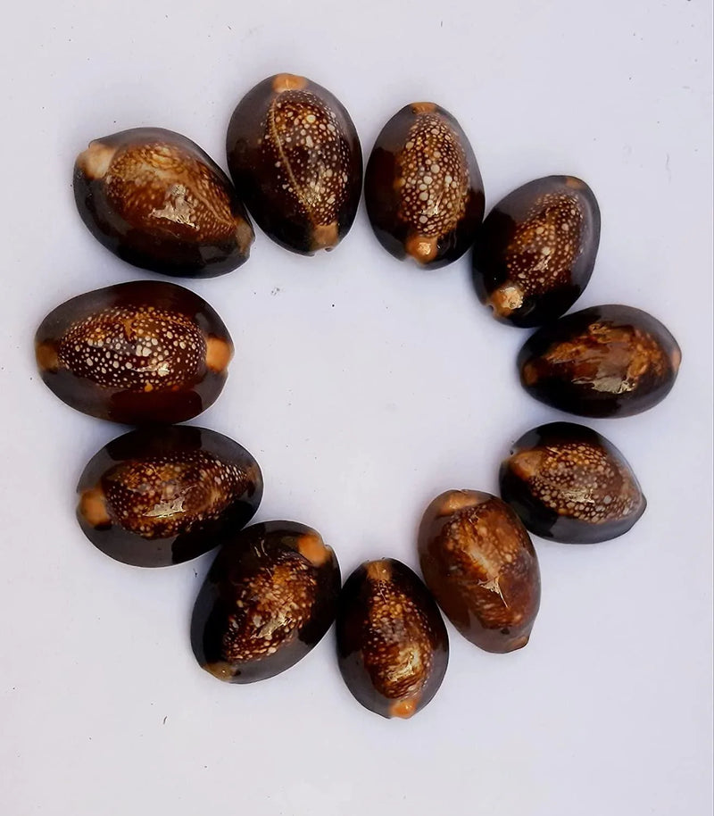 Natural Kaudi for Puja and Decoration|Black Kaudi - BrahmatellsStore