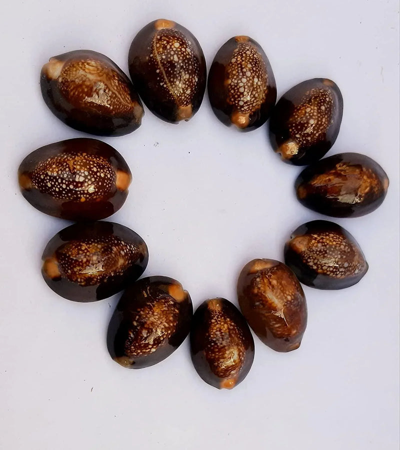 Natural Kaudi for Puja and Decoration|Black Kaudi - BrahmatellsStore