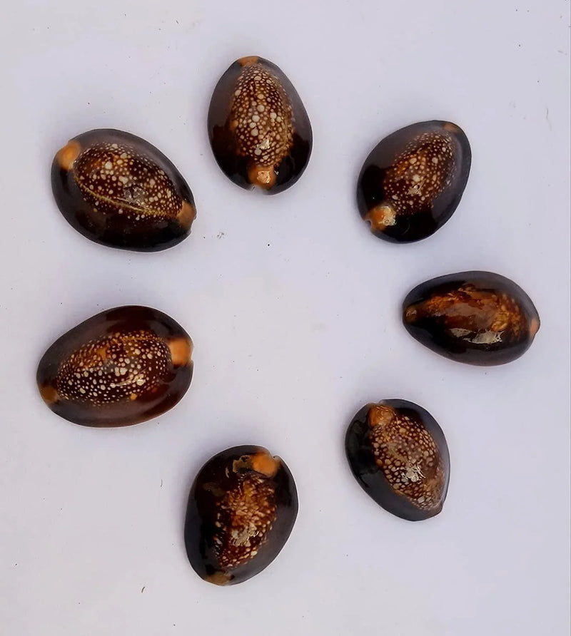 Natural Kaudi for Puja and Decoration|Black Kaudi - BrahmatellsStore