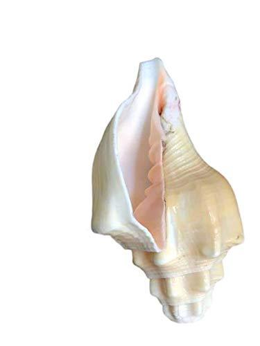 Natural Left Hand Blowing Vishnu Shankh - BrahmatellsStore