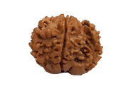 Nepal's Finest 1 Mukhi Rudraksha - Ultimate Peace & Clarity with Shiva | Brahmatells - BrahmatellsStore
