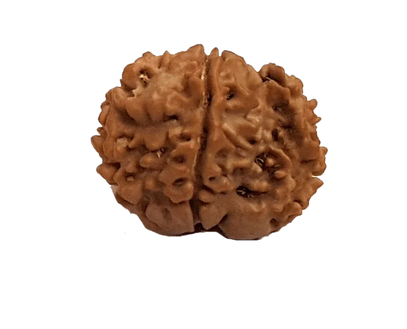 Nepal's Finest 1 Mukhi Rudraksha - Ultimate Peace & Clarity with Shiva | Brahmatells - BrahmatellsStore