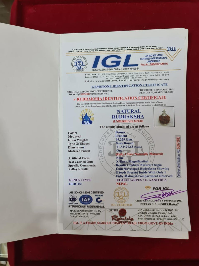 Nepal's Finest 1 Mukhi Rudraksha - Ultimate Peace & Clarity with Shiva | Brahmatells - BrahmatellsStore