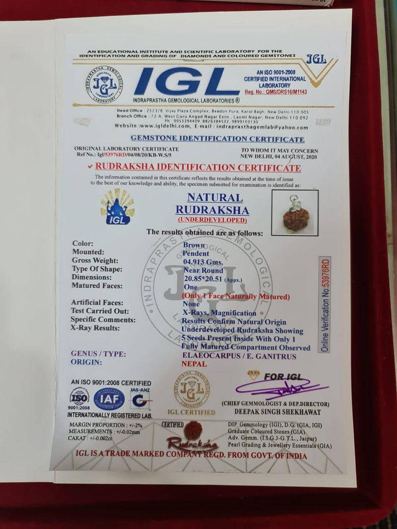 Nepal's Finest 1 Mukhi Rudraksha - Ultimate Peace & Clarity with Shiva | Brahmatells - BrahmatellsStore