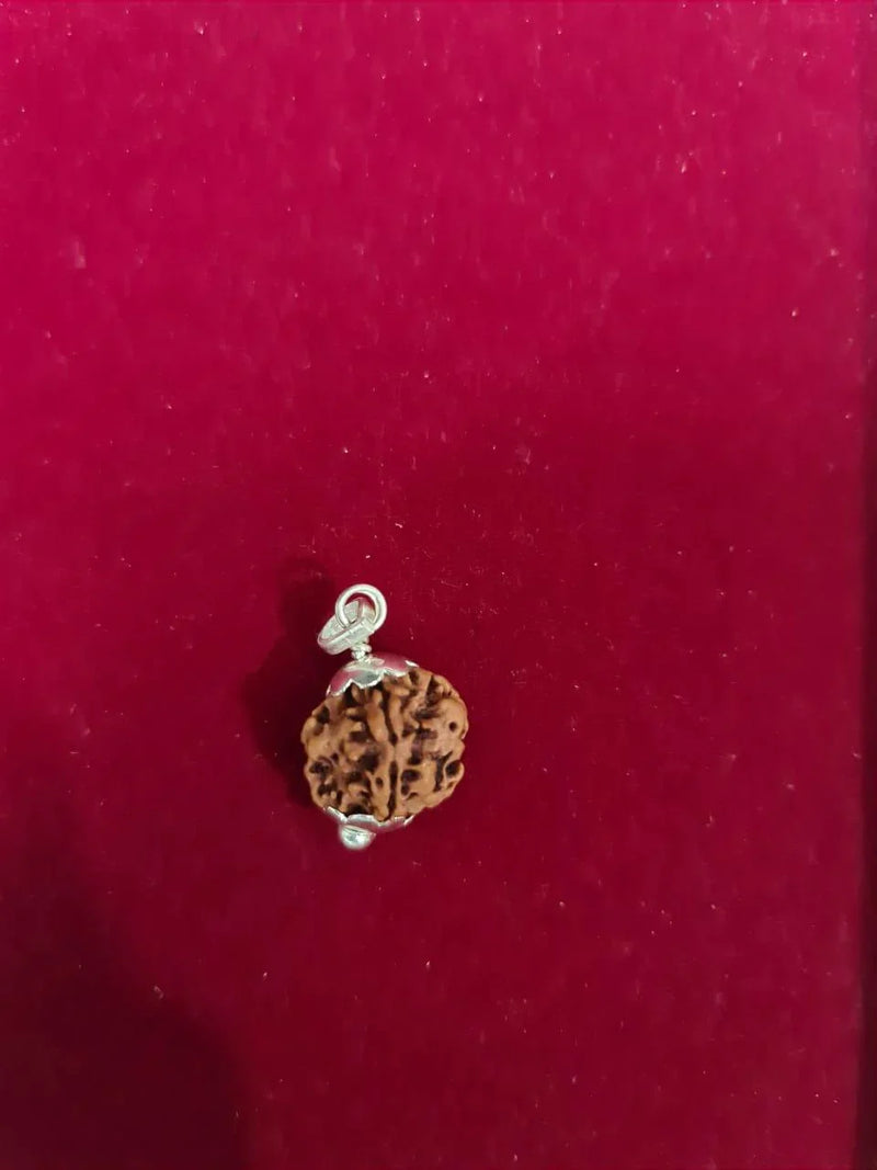 Nepal's Finest 1 Mukhi Rudraksha - Ultimate Peace & Clarity with Shiva | Brahmatells - BrahmatellsStore