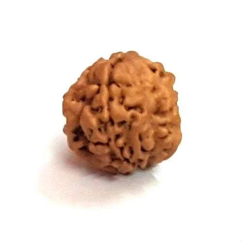 Nepal's Finest 1 Mukhi Rudraksha - Ultimate Peace & Clarity with Shiva | Brahmatells - BrahmatellsStore