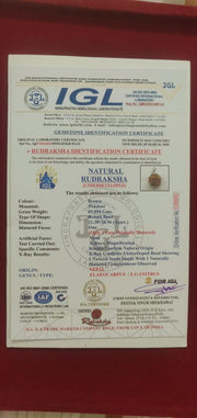 Nepal's Finest 1 Mukhi Rudraksha - Ultimate Peace & Clarity with Shiva | Brahmatells - BrahmatellsStore