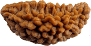 One Mukhi Rudraksha Pendant - Divine Connection with Lord Shiva | Brahmatells - BrahmatellsStore