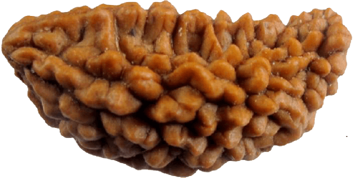 One Mukhi Rudraksha Pendant - Divine Connection with Lord Shiva | Brahmatells - BrahmatellsStore