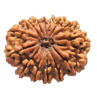 Premium 14 Mukhi Java Rudraksha Bead | Unlock Wisdom with Brahmatells - BrahmatellsStore