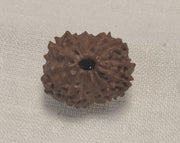 Premium 14 Mukhi Java Rudraksha Bead | Unlock Wisdom with Brahmatells - BrahmatellsStore