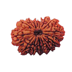 Premium 14 Mukhi Java Rudraksha Bead | Unlock Wisdom with Brahmatells - BrahmatellsStore