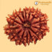 Premium 14 Mukhi Java Rudraksha Bead | Unlock Wisdom with Brahmatells - BrahmatellsStore