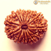 Premium 14 Mukhi Java Rudraksha Bead | Unlock Wisdom with Brahmatells - BrahmatellsStore