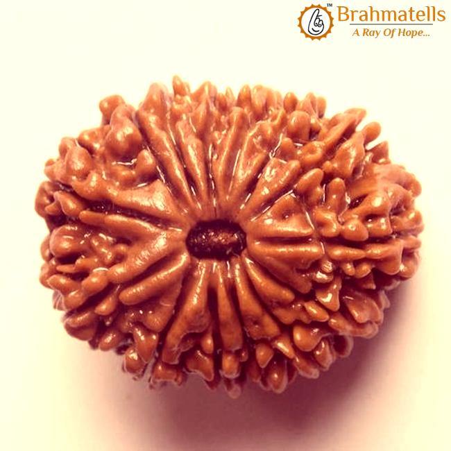 Premium 14 Mukhi Java Rudraksha Bead | Unlock Wisdom with Brahmatells - BrahmatellsStore