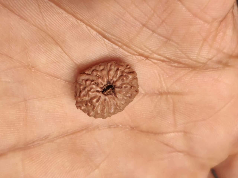 Premium 14 Mukhi Java Rudraksha Bead | Unlock Wisdom with Brahmatells - BrahmatellsStore