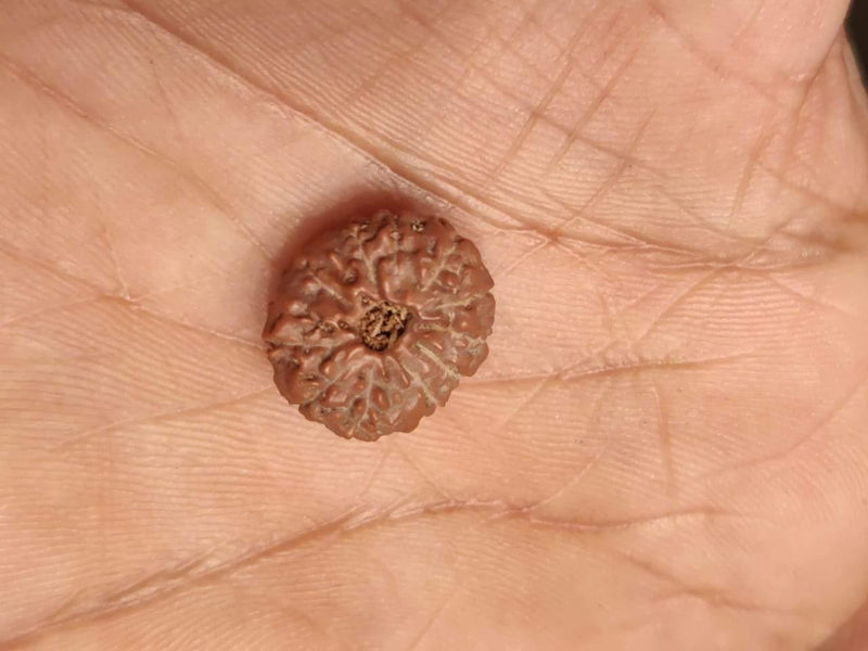 Premium 14 Mukhi Java Rudraksha Bead | Unlock Wisdom with Brahmatells - BrahmatellsStore