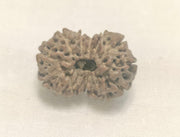 Premium 14 Mukhi Java Rudraksha Bead | Unlock Wisdom with Brahmatells - BrahmatellsStore