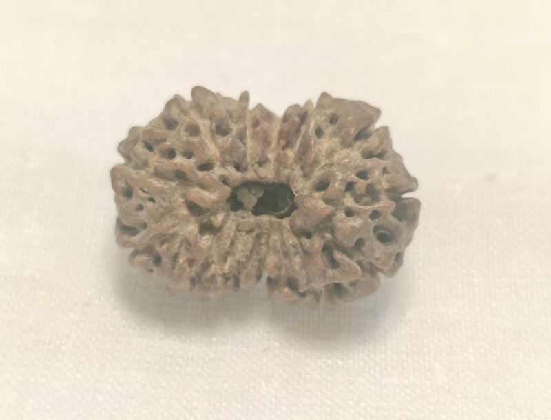 Premium 14 Mukhi Java Rudraksha Bead | Unlock Wisdom with Brahmatells - BrahmatellsStore