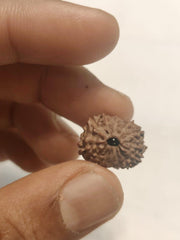 Premium 14 Mukhi Java Rudraksha Bead | Unlock Wisdom with Brahmatells - BrahmatellsStore