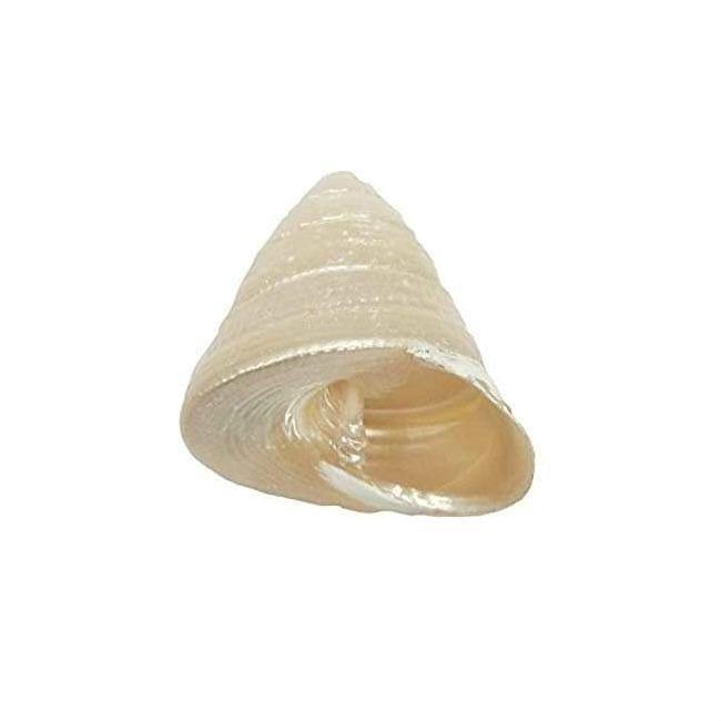 Real Seed Divine Moti(Pearl) Shankh - BrahmatellsStore