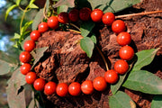 Red Jasper for Emotional Stability & Clarity | Brahmatells - BrahmatellsStore