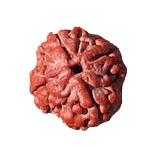 Reddish-Brown 4 Mukhi Rudraksha Bead - Embodying Brahma's Wisdom | Brahmatells - BrahmatellsStore