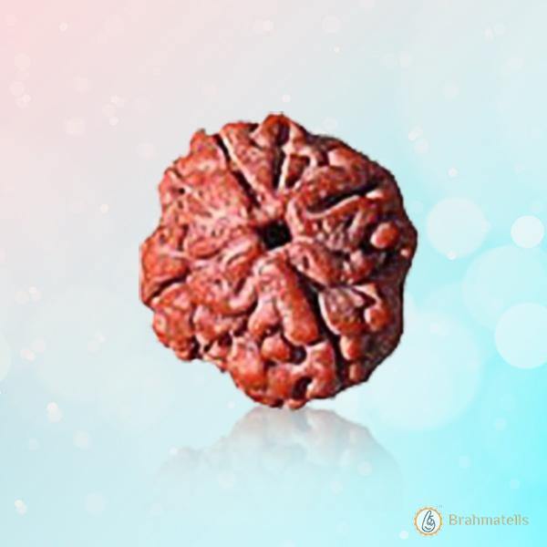 Reddish-Brown 4 Mukhi Rudraksha Bead - Embodying Brahma's Wisdom | Brahmatells - BrahmatellsStore