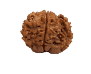 Rice-Shaped 1 Mukhi Rudraksha from Java - Embrace Shiva's Eternal Energy | Brahmatells - BrahmatellsStore