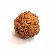 Rice-Shaped 1 Mukhi Rudraksha from Java - Embrace Shiva's Eternal Energy | Brahmatells - BrahmatellsStore