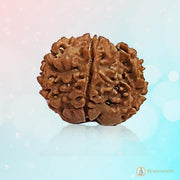 Rice-Shaped 1 Mukhi Rudraksha from Java - Embrace Shiva's Eternal Energy | Brahmatells - BrahmatellsStore