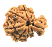 Savar Naag Rudraksha - Uniting Spiritual and Material Realms | Brahmatells - BrahmatellsStore