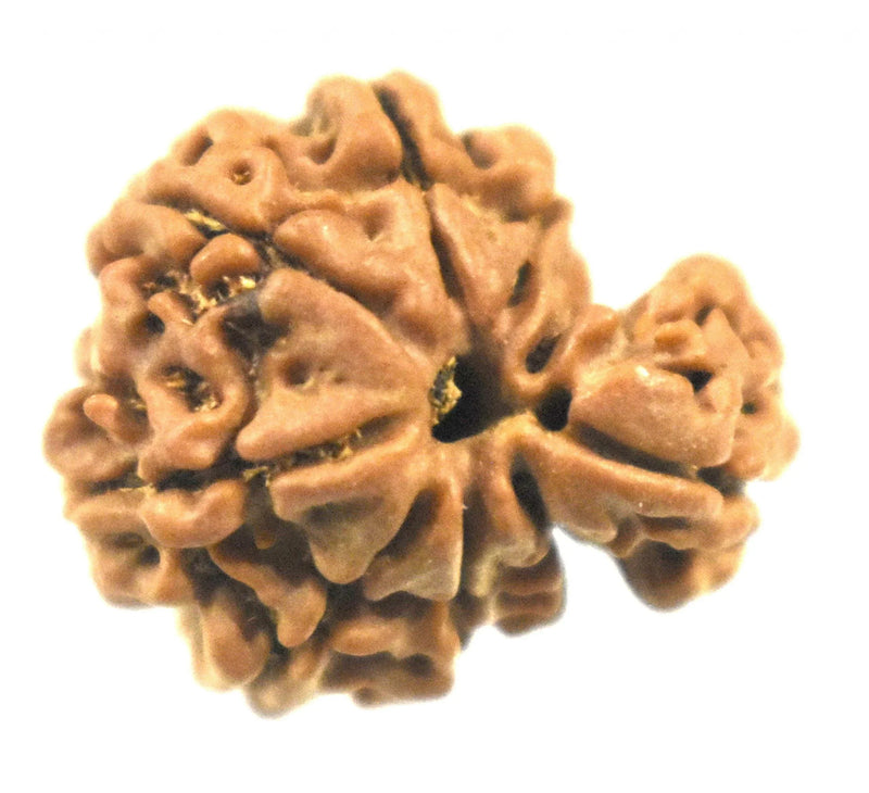 Savar Naag Rudraksha - Uniting Spiritual and Material Realms | Brahmatells - BrahmatellsStore