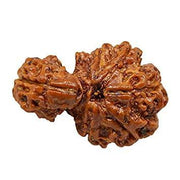 Savar Naag Rudraksha - Uniting Spiritual and Material Realms | Brahmatells - BrahmatellsStore