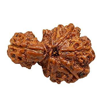 Savar Naag Rudraksha - Uniting Spiritual and Material Realms | Brahmatells - BrahmatellsStore