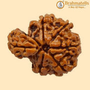 Savar Naag Rudraksha - Uniting Spiritual and Material Realms | Brahmatells - BrahmatellsStore
